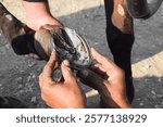 Pakistani horse feet A farrier trimming a horse