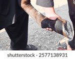 Pakistani horse feet A farrier trimming a horse