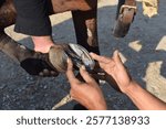 Pakistani horse feet A farrier trimming a horse