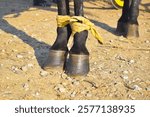 Pakistani horse feet A farrier trimming a horse