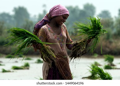 431 Rice Harvesting In Pakistan Images, Stock Photos & Vectors ...