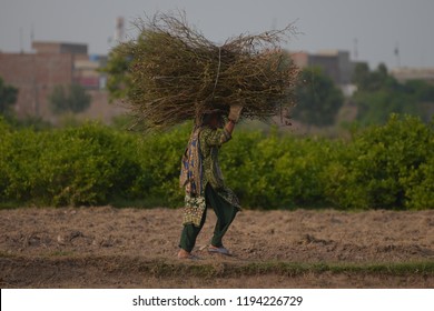 Pakistan-Lahore, Pakistani Women Worker Carry The Branches Of Trees After Complete Her Work In The Fields On October 02, 2018.