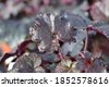 heuchera micrantha palace purple