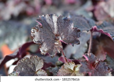 Palace Purple Coral Bells leaves - Latin name - Heuchera micrantha Palace Purple - Shutterstock ID 1852578616