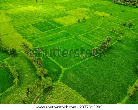 Similar – Aerial view of lush green rice field with small winding canal. Sustainable agriculture landscape. Sustainable rice farming. Rice cultivation. Green landscape. Organic farming. Sustainable land use.