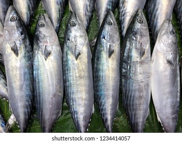 Palamut Bonito Fresh Fish Market