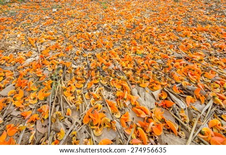 Similar – Image, Stock Photo Girl in autumn Plant