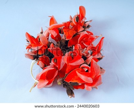 Palash,
Plash Flower,
Product Photos,  
Single Plash Flower,
Plash tree flower
