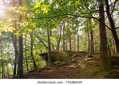 Palatinate Forest In Summer