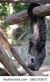 Palawan bear cat hanging upside down on a branch and getting fed.