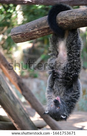 Palawan bear cat hanging upside down on a branch and getting fed.