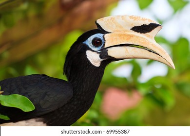 Palawan Hornbill Bird In Close Up In Malaysia