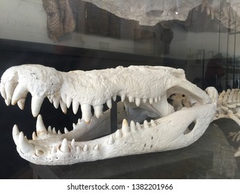 Palawan, Philippines; April 1, 2019: The Skull Of “Rio”, A Saltwater Crocodile Suspected Of Eating A Man. It Was Captured And Later Died At The Palawan Wildlife Rescue And Conservation Center.