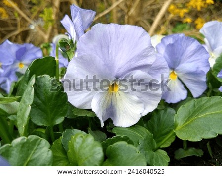 Pale blue flower with small, yellow center of Viola 'Andy Pandy'