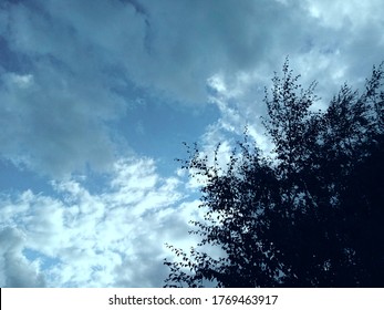 Pale Blue Sky Above Trees In The Evening