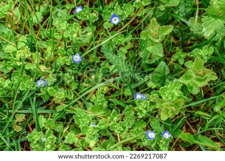 Pale blue Veronica persica or Veronica chamaedrys flowers among wild meadow grass. Natural floral texture. Juicy young spring flowering greens