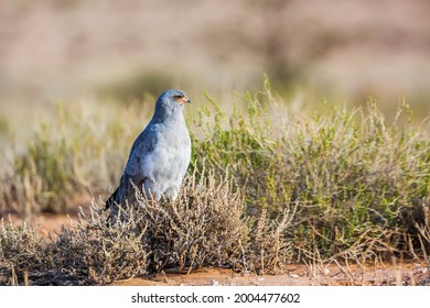 Pale Chanting-Goshawk hunting in ground in Kgalagadi transfrontier park, South Africa; specie Melierax canorus family of Accipitridae - Shutterstock ID 2004477602