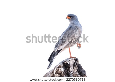 Pale Chanting-Goshawk standing on a log isolated in white background in Kgalagadi transfrontier park, South Africa; specie Melierax canorus family of Accipitridae