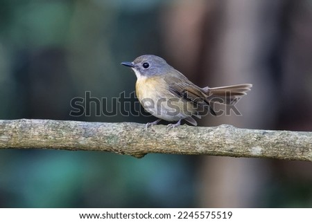 Pale chinned blue flycatcher from Buxa tiger reserve