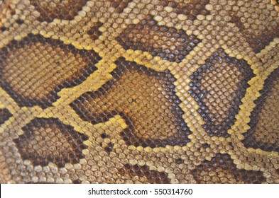 Pale Colors Of Old Boa Skin Texture