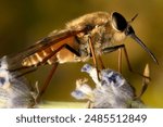 Pale giant horse. Macro nature. Nature background. 