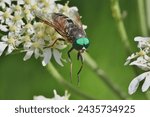 Pale giant horse-fly, scientific name tabus bovines, taken in Valais, CH.