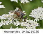 Pale giant horse-fly, scientific name tabanus bovinus, taken in Valais, CH.