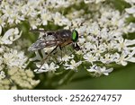 Pale giant horse-fly, scientific name tabanus bovinus, taken in Valais, CH.