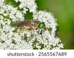 Pale giant horse.fly, scientific name tabanus bovinus, taken in Valais, CH.