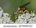 Pale giant horse-fly, scientific name , tabanus bovinus, taken in Valais, CH.






 