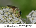 Pale giant horse-fly, scientific name , tabanus bovinus, taken in Valais, CH.






 