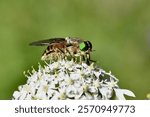 Pale giant horse-fly, scientific name , tabanus bovinus, taken in Valais, CH.






 