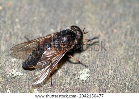 Pale giant horse-fly (Tabanus bovinus) is a species of biting horse-fly. Pale giant horse-fly - bloodsucking insect.