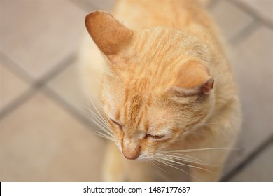 Kitty Top View Images Stock Photos Vectors Shutterstock