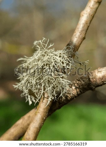 Pale gray fruticose lichen growing on a tree branch in natural light