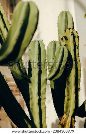 Pale green cactus on white vertical background. Cactuses are growing in a greenhouse, hothouse. Detail of a prickly plant in a garden, dessert. Cactaceae sharp plants in sunny day. Natural backdrop. 
