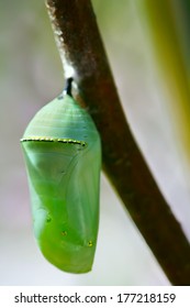 Pale green Monarch butterfly chrysalis hanging off a branch
