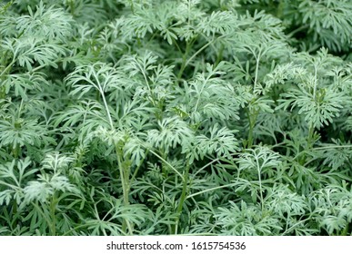 Pale Green Plants Of Common Wormwood