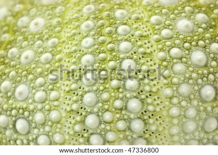 Pale green and white sea urchin shell closeup showing symmetrical design