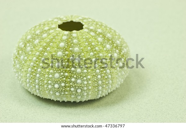 Pale Green White Sea Urchin Shell Stock Photo Edit Now 47336797