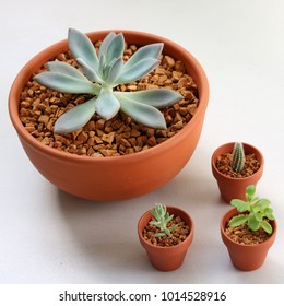 Pale Isolated Succulent In Clay Pot With White Background. Graptoveria Opalina. This Plants Are Very Easy To Maintain. They Need Succulent Soil, Proper Drainage, Daily Bright Lightand Not Over Watered