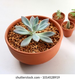 Pale Isolated Succulent In Clay Pot With White Background. Graptoveria Opalina. This Plants Are Very Easy To Maintain. They Need Succulent Soil, Proper Drainage, Daily Bright Lightand Not Over Watered