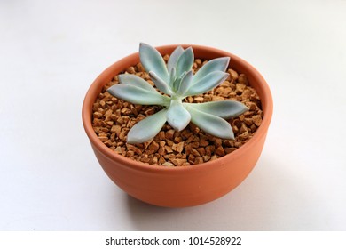 Pale Isolated Succulent In Clay Pot With White Background. Graptoveria Opalina. This Plants Are Very Easy To Maintain. They Need Succulent Soil, Proper Drainage, Daily Bright Lightand Not Over Watered