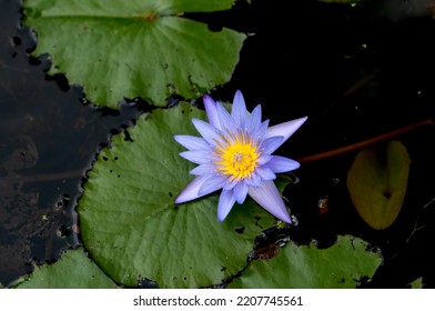Pale Lavender Blue and Yellow  Water Lily with Green Lily Pads in Black Water.