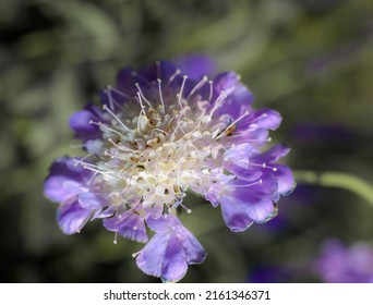 A Pale Lavender Pincushion Flower