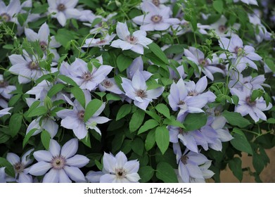 Pale lavender-blue large-flowered clematis Bernadine selected by the British breeder Raymond Evison blooms on an exhibition in May 2017