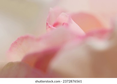 Fondo pétalos rosa rosa