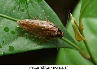 Pale margined Forest Cockroach