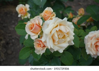 Pale Orange Flowers Of Rose In July