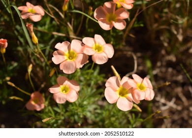 Pale Orange Flowers With Yellow Centers On Green Background